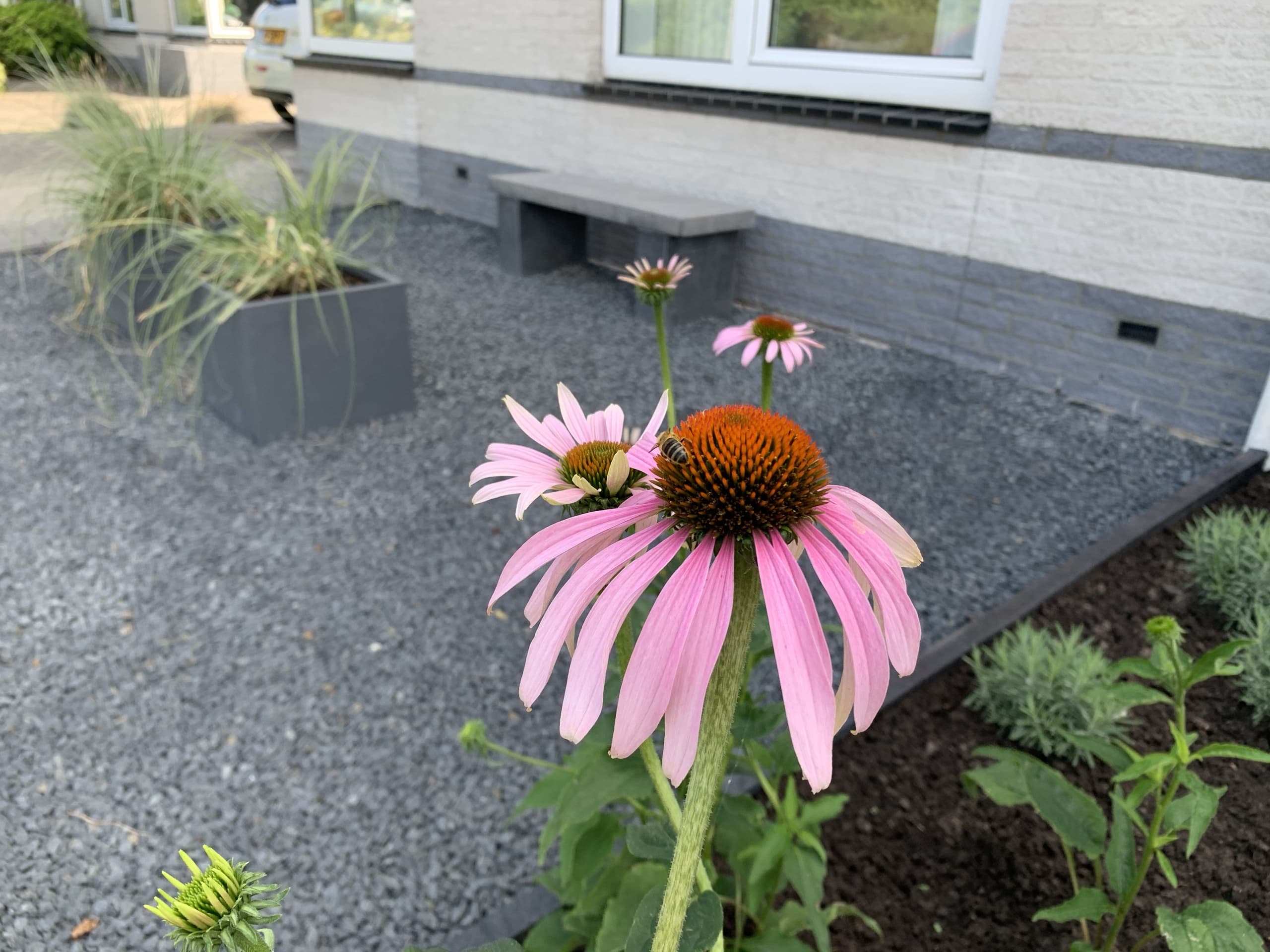 Close-up van zonnehoed met een bij, met de plantenbak van siergrassen en de gemetselde zitbank op de achtergrond