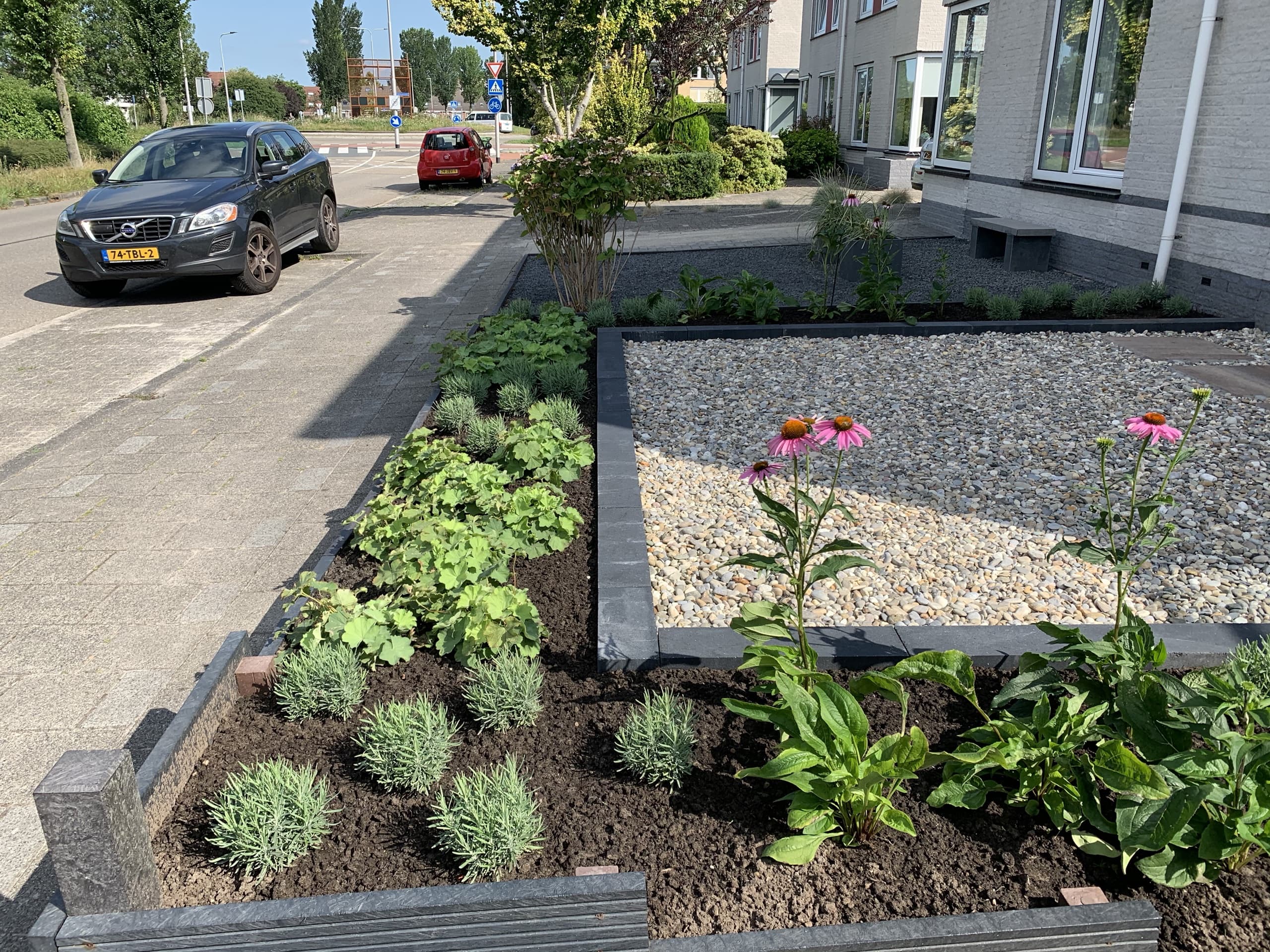 De border met zonnehoed in bloei naast het lichte grindvlak, met de oprit en de straat op de achtergrond