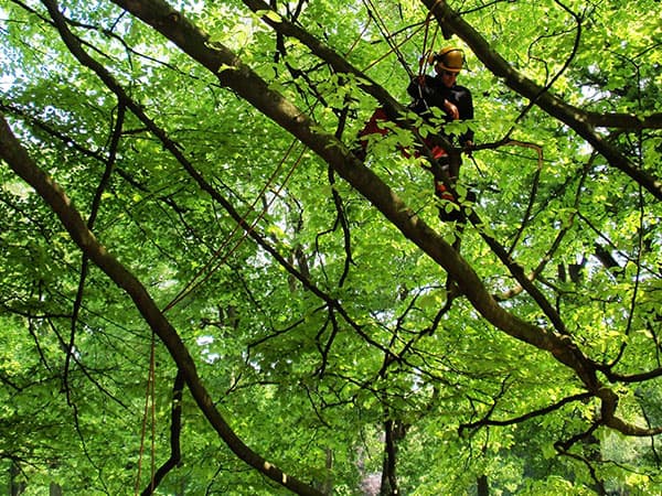 Boomverzorger rooit een boom in een tuin in Leeuwarden