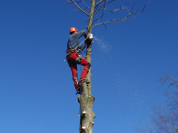 Grote iep wordt in delen gekapt op een lastig bereikbare plek in Sneek