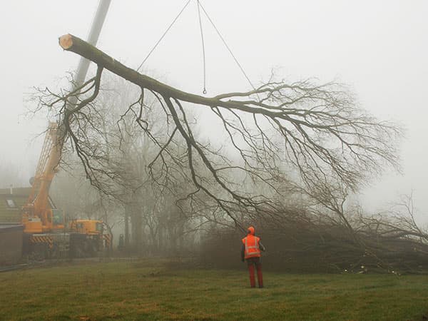 Boomverzorger snoeit een hoge boom vanuit een hoogwerker