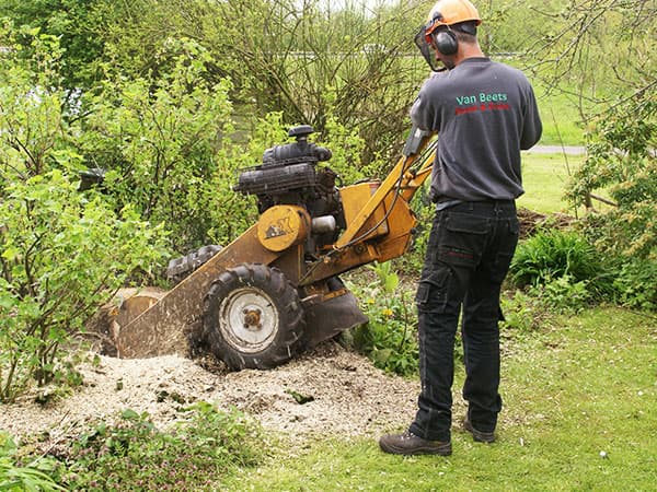 Stobbenfrees verwijdert een boomstronk in een tuin in Harlingen