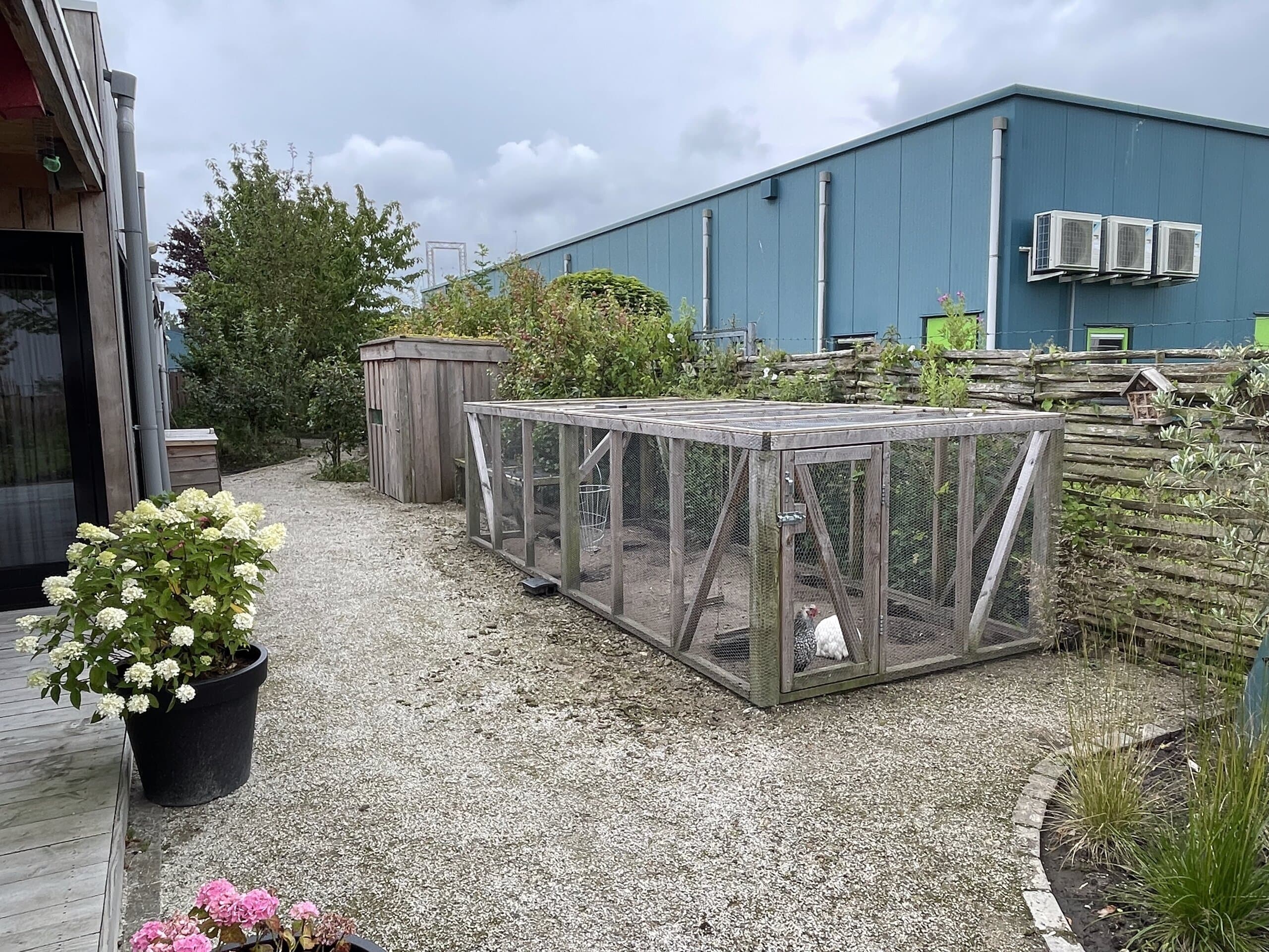 Een kip scharrelt bij het kippenhok, tussen de inmiddels dichtgegroeide beplanting