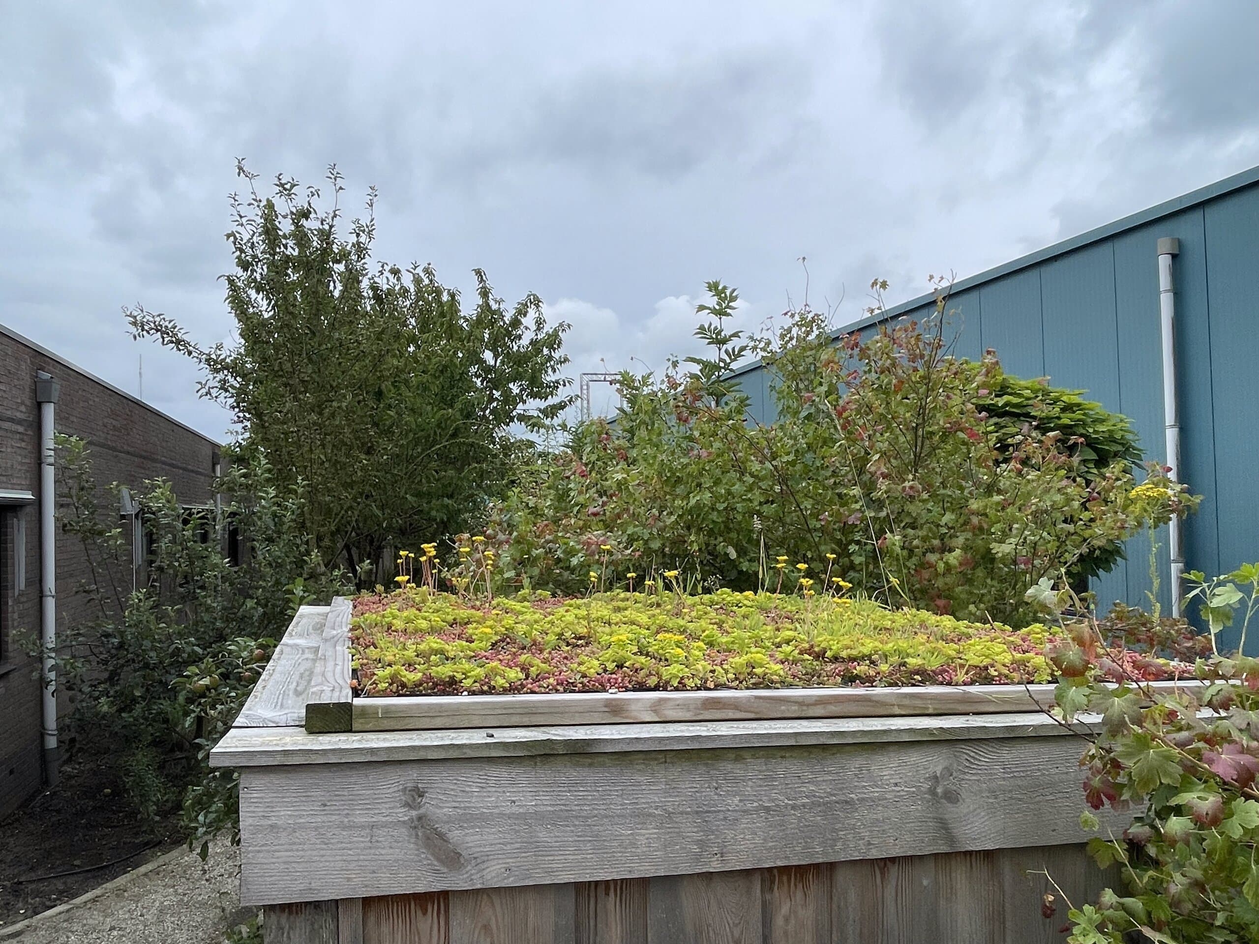 Begroeid dak op de overkapping achter het pand, gezien vanuit de tuin