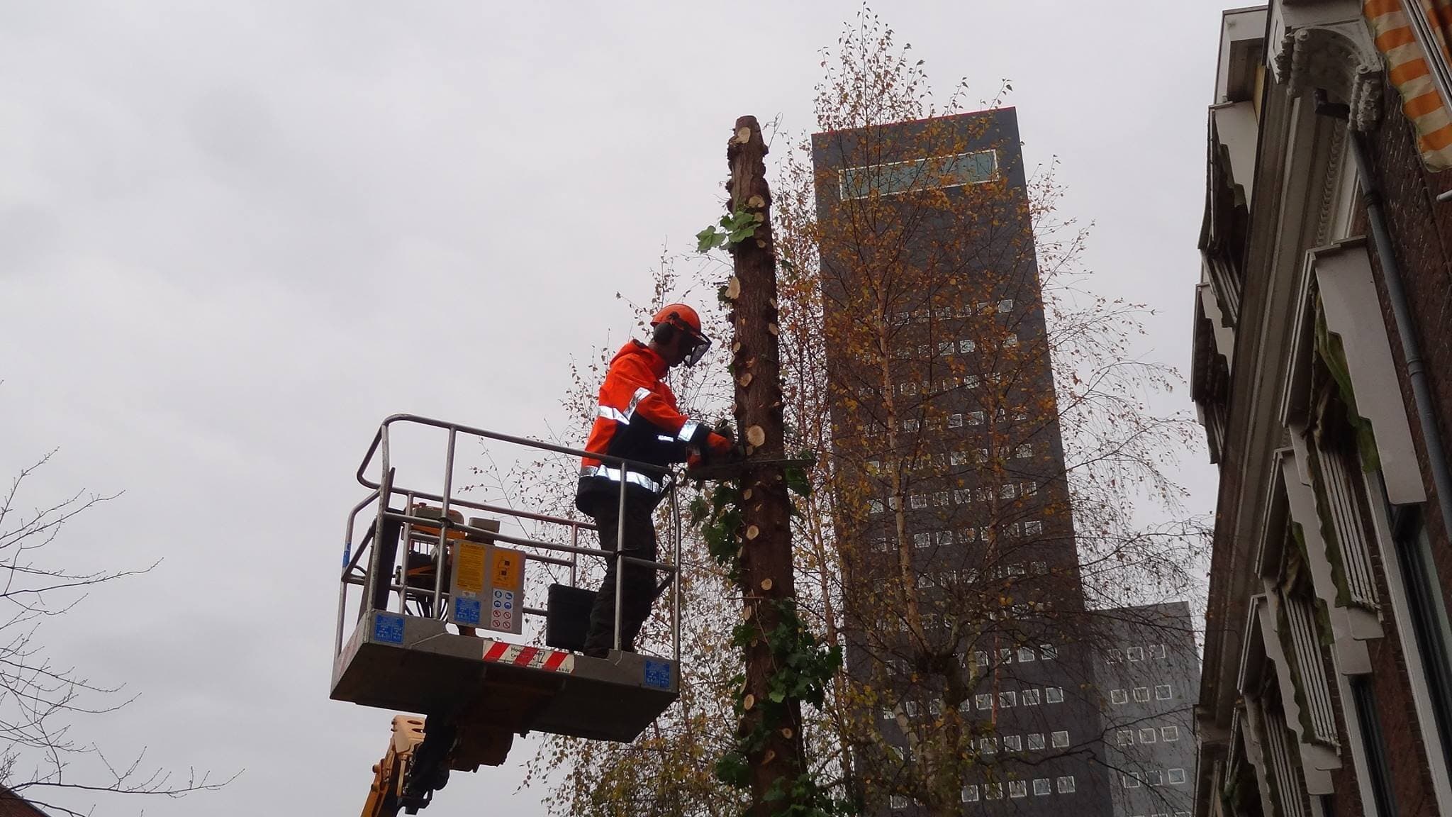 Boomverzorger van Van Beets zaagt vanuit een hoogwerker een kale boomstam in stukken weg tussen de bebouwing in Leeuwarden