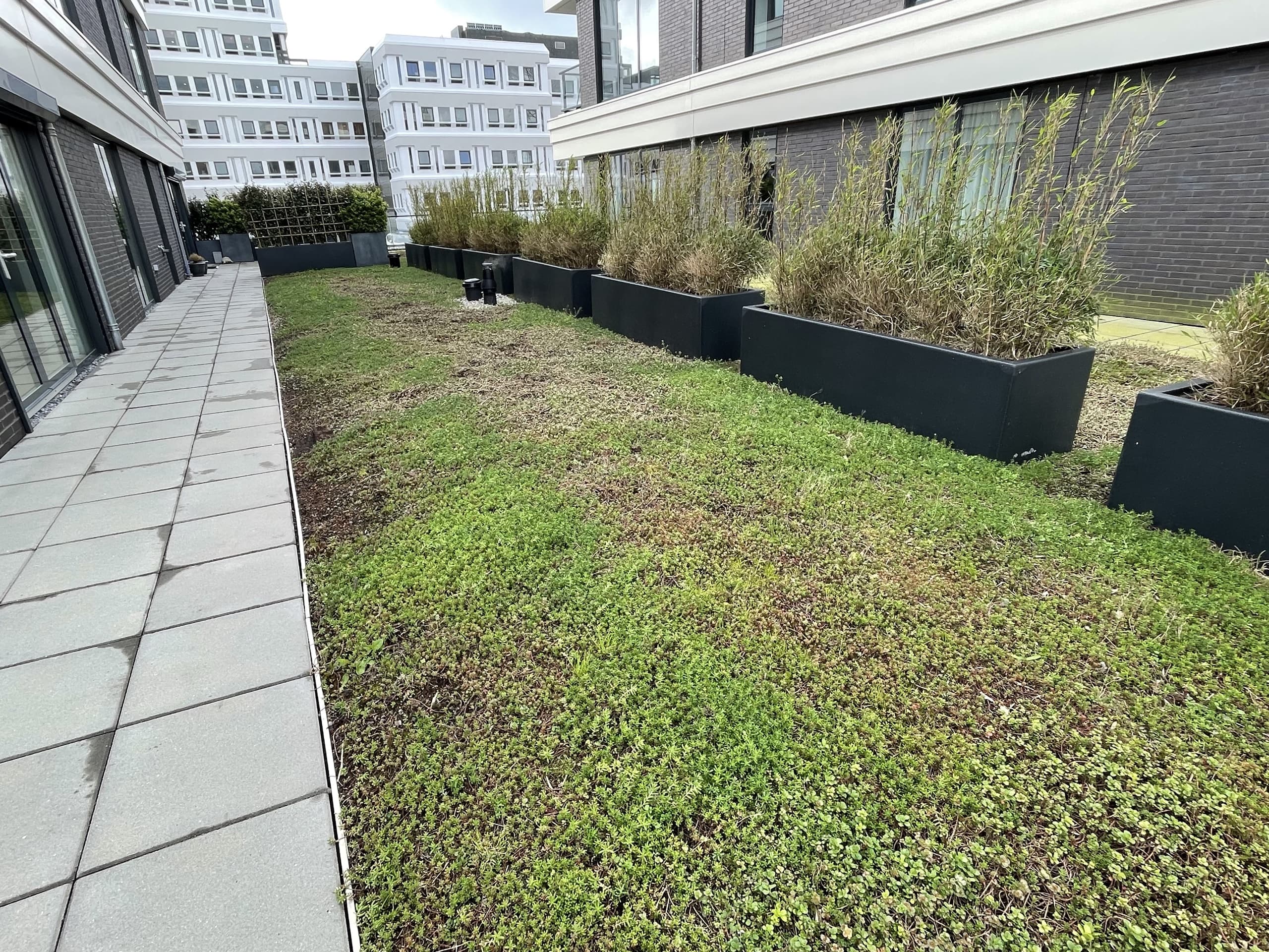 Begroeid sedumdak met plantenbakken als windscherm op een dakterras tussen appartementen