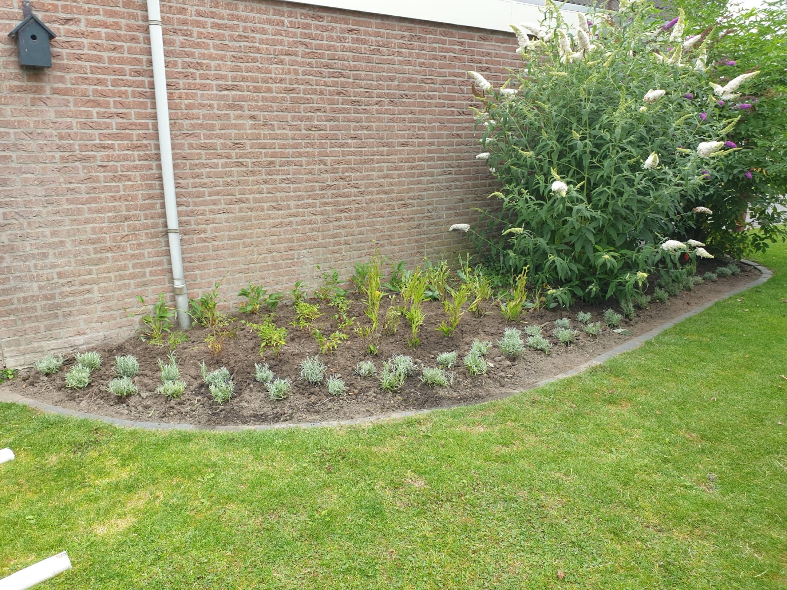 Net aangeplante border langs een gevel met vaste planten en lavendel op een rij, en een volwassen vlinderstruik in bloei op de achtergrond