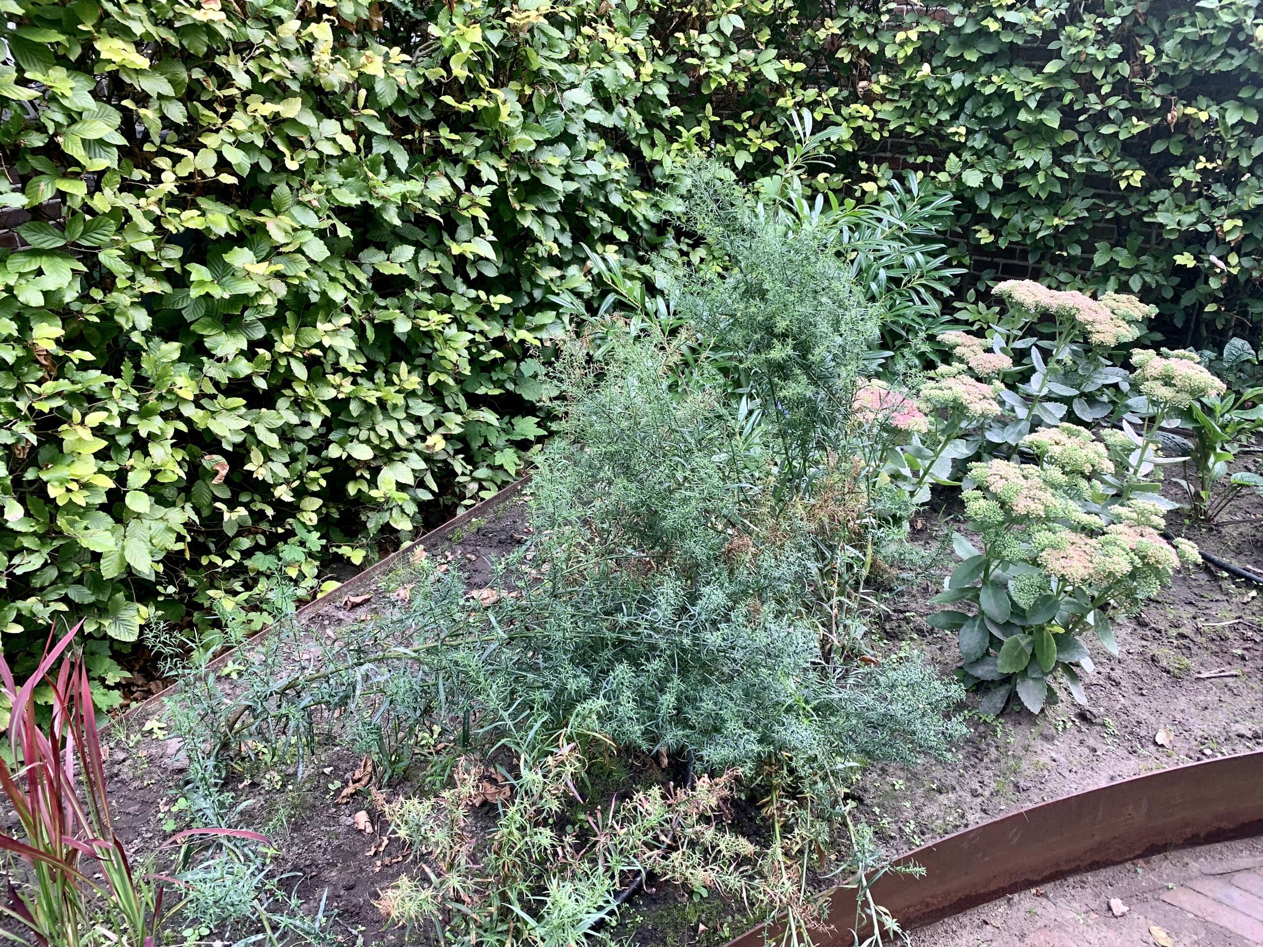 Detail van een border met vaste planten met vlakke bloemschermen, tegen de haag