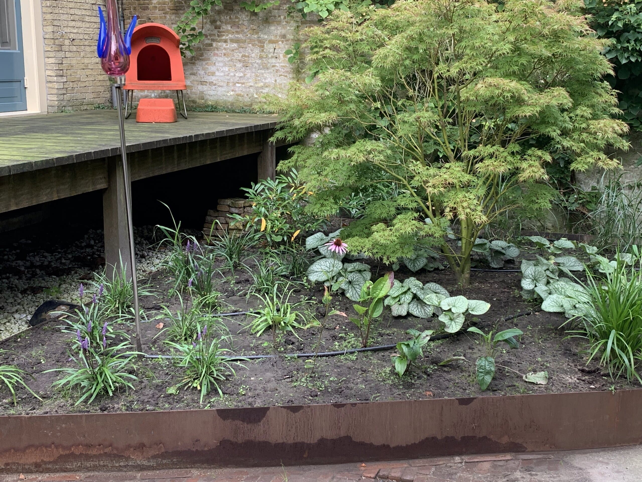 Schaduwborder onder een Japanse esdoorn, met zilverbont blad en druppelslang tussen de planten
