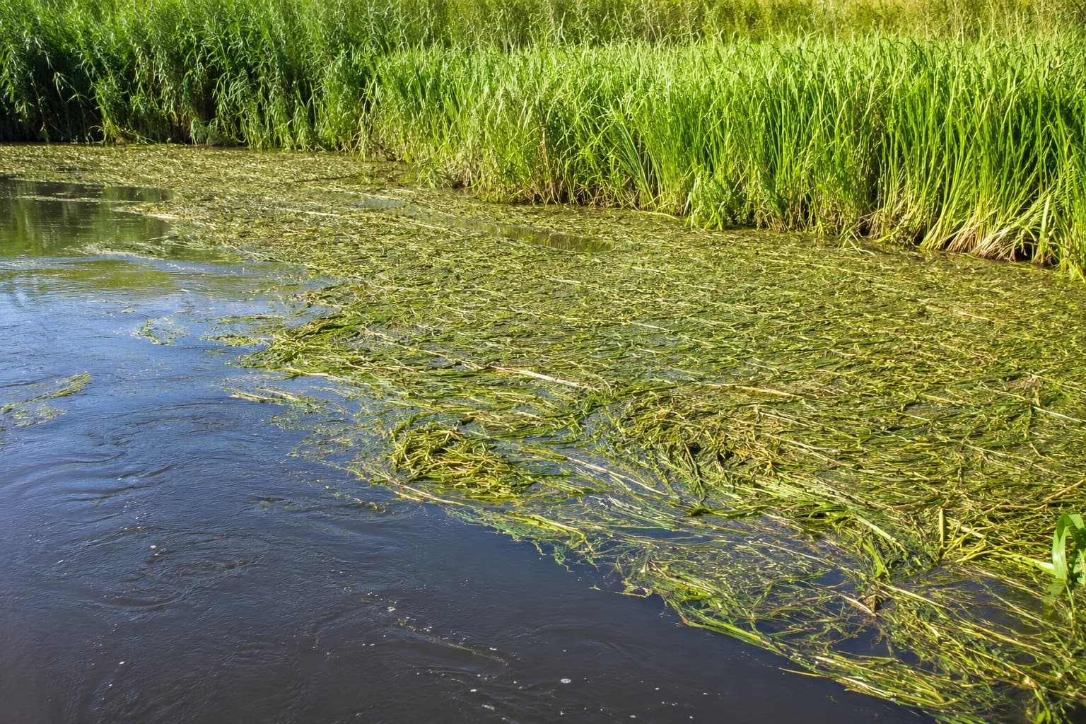 Sloot waarvan een groot deel van het wateroppervlak is dichtgegroeid met waterplanten, met een rietkraag langs de oever. Deze afbeelding is met AI gemaakt.
