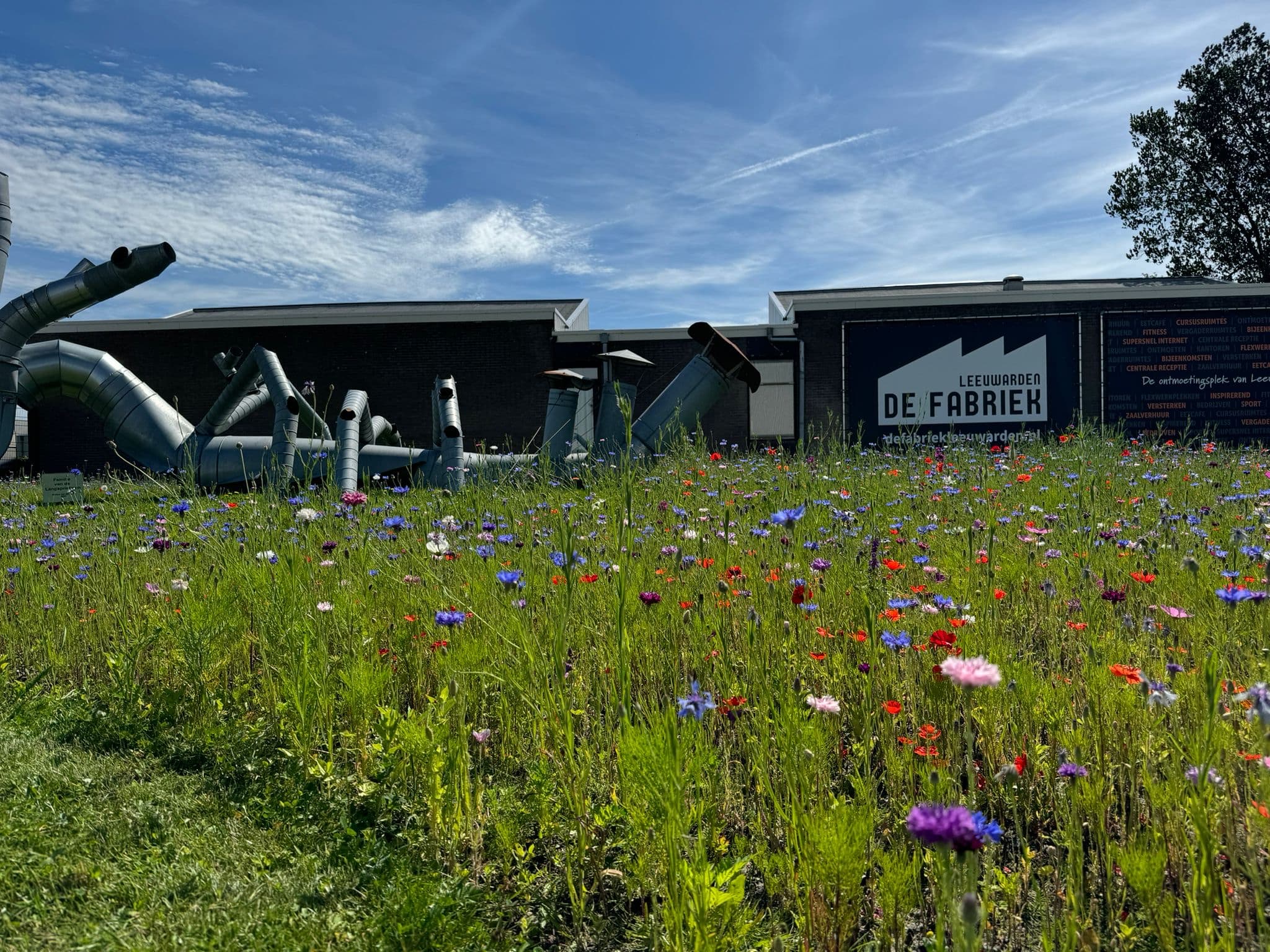Bloeiend wildbloemenmengsel met korenbloemen en klaprozen voor het gebouw van De Fabriek, met het insect van gerecycled materiaal op de achtergrond