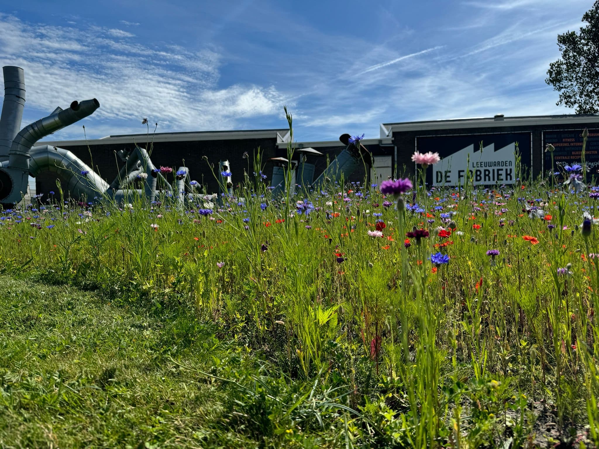 Korenbloemen en klaprozen van dichtbij, met de gevel van De Fabriek en het kunstwerk erachter