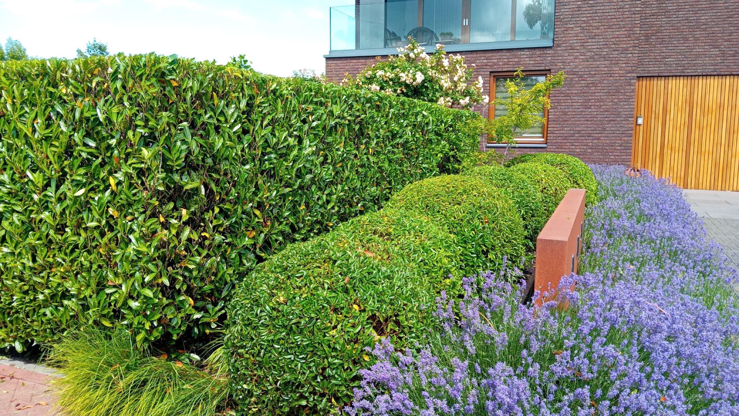 Strak geschoren haag en gesnoeide bolvormige struiken in een voortuin, met lavendel in bloei op de voorgrond